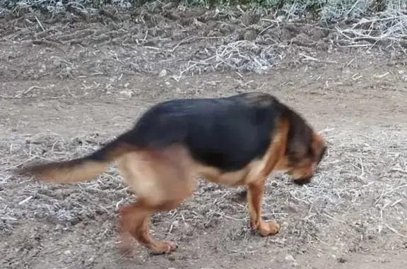 Animaux perdus , photo: Chienne noire perdue à Peyrilles