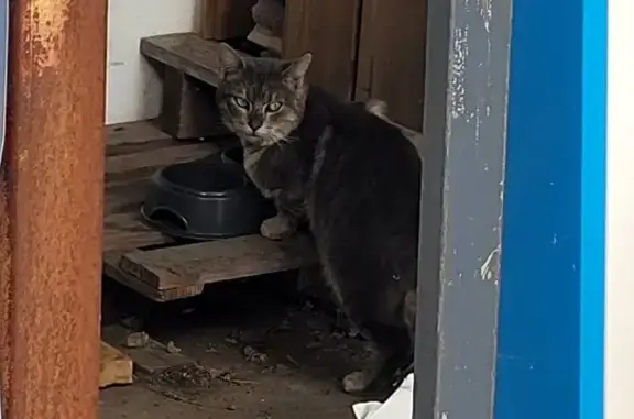 Chat tigré perdu à Fretin - photo
