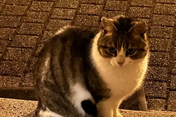 Chat tigré perdu à Ennery - photo