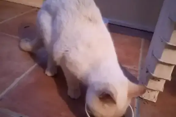 Chat blanc sauvé d'un arbre - photo
