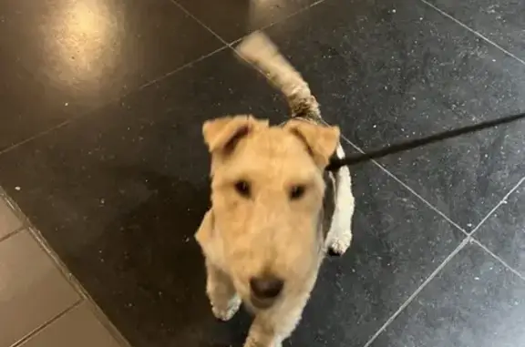 Chien trouvé Ploufragan, photo: Chien perdu à Ploufragan remis