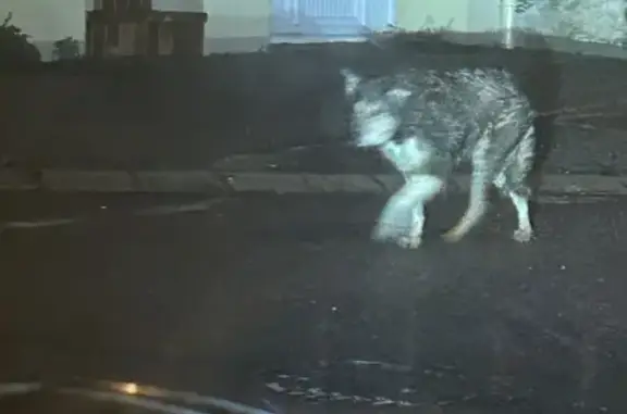 Chien perdu à Flétrange retrouvé - photo