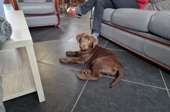 Animaux perdus Bessèges, photo: Chiot Labrador Chocolat Perdu