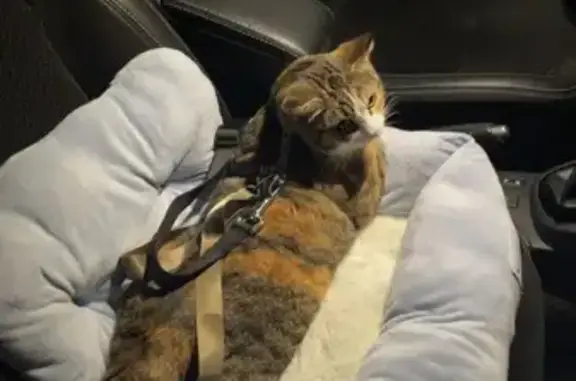 Animaux perdus Rocroi, photo: Chatte tricolore perdue à Rocroi
