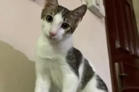 Lost Kitten in Yishun: Help Find Wazowski!