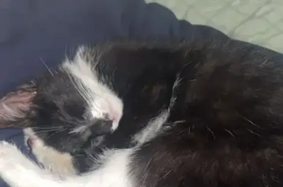 Chaton noir et blanc trouvé à Liévin - photo