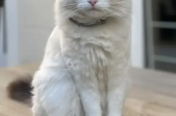 Chat perdu, Le Plessis-Robinson, photo: Chat européen perdu, Le Plessis