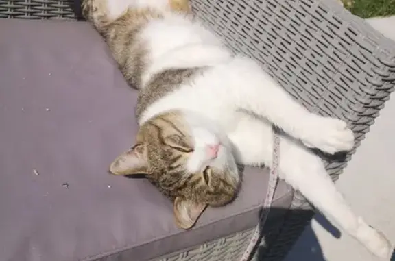 Animaux perdus , photo: Chat blanc-tigré perdu à Vallères