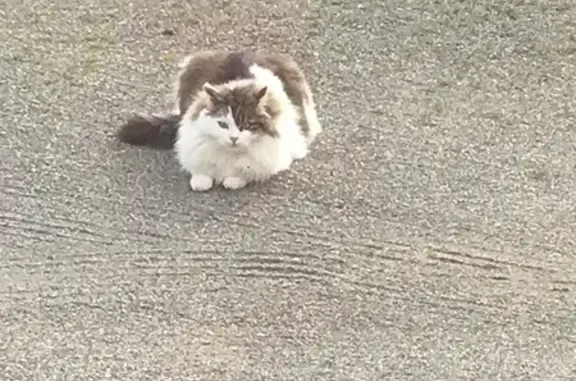 Animaux perdus Béligneux, photo: Pépère, chat pucé, perdu à Béligneux