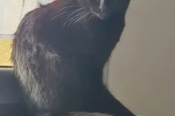 Animaux perdus Châtenoy-le-Royal, photo: Chat noir Black perdu à Châtenoy
