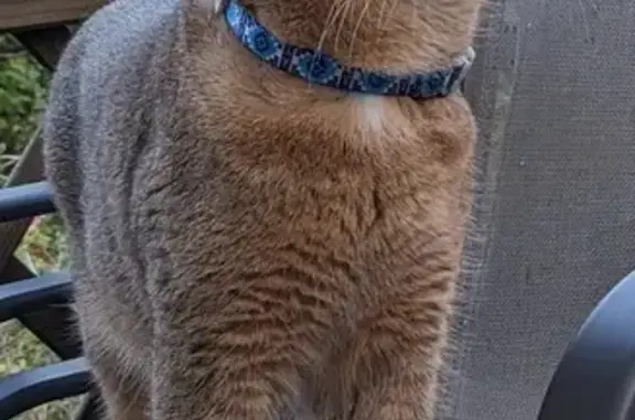 Animaux perdus , photo: Chat malade perdu à Brantôme