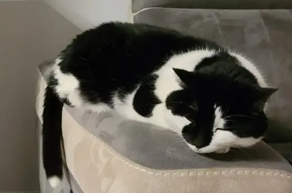 Animaux perdus Betton, photo: Chatte noire/blanche perdue à Betton