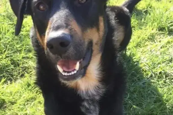 Animaux perdus , photo: Beauceron-Labrador perdu à Tréglamus