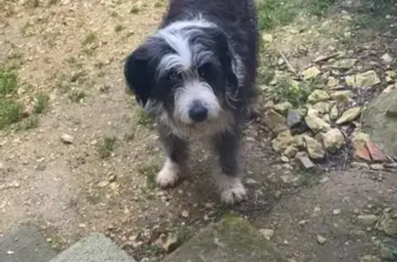 Chien de taille moyenne trouvé - photo