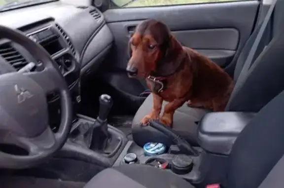 Chien perdu , photo : Basset des Alpes perdu à Verrens