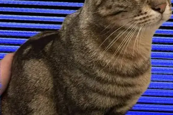 Animaux trouvés Toulouse, photo: Chat géant perdu à Toulouse