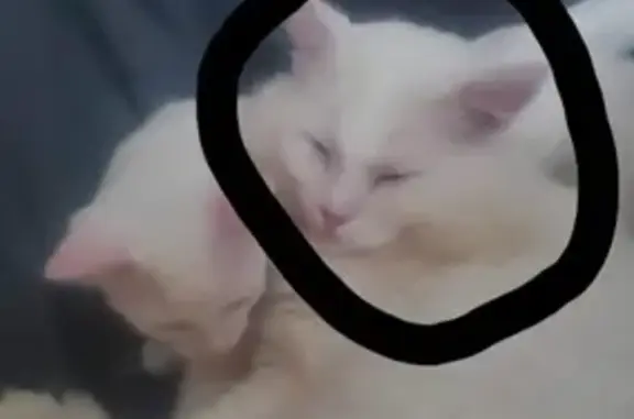 Chat perdu, , photo: Chat Falkor blanc perdu
