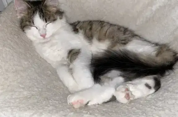 Chaton perdu à Romillé - photo