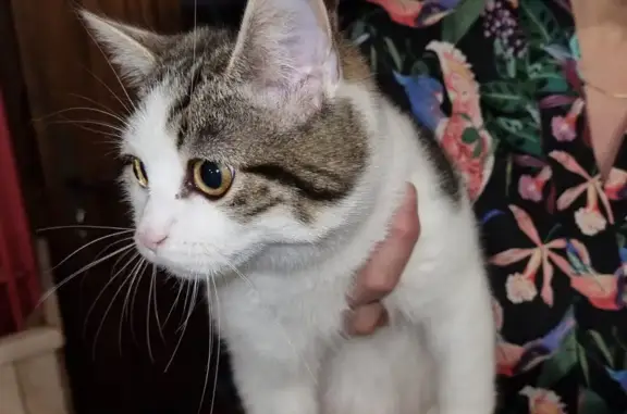 Chat blanc tacheté trouvé à Graçay - photo