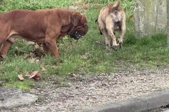 Chien Dogue trouvé à Ambarès - photo