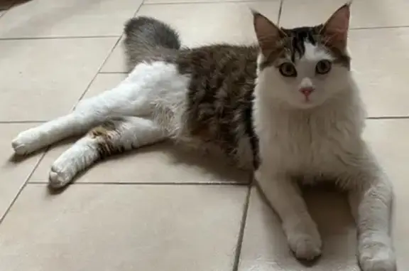 Chat perdu, , photo: Chat Rio disparu à Berneuil
