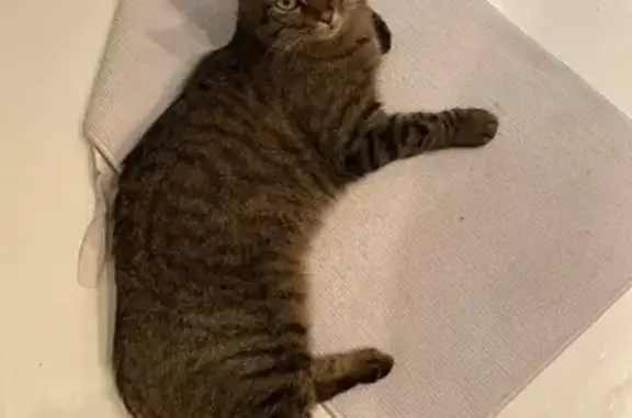 Chat doux trouvé à Croisilles - photo