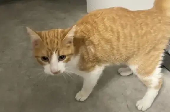 Chat roux/blanc trouvé Bd Pasteur - photo
