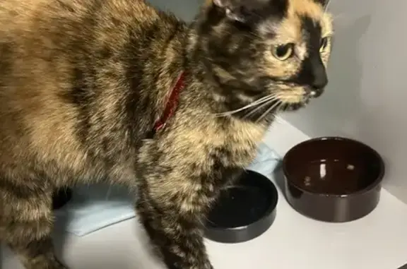 Chatte écaille perdue, collier rouge - photo