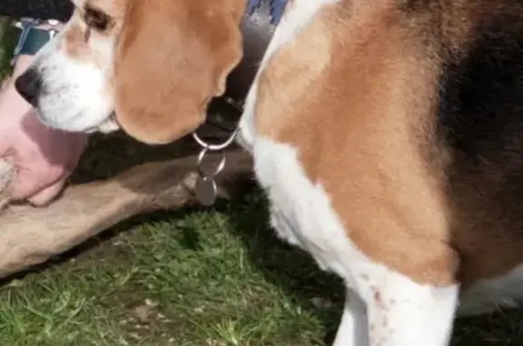 Chien perdu , photo : Perdue: Beagle Josie à Écuillé