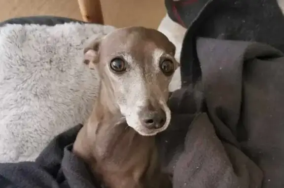 Chien Razmouth perdu à Mondelange - photo