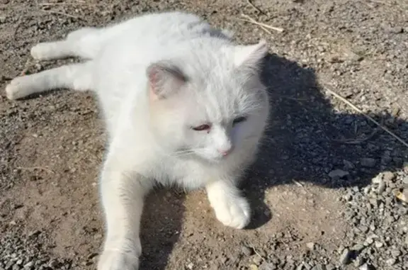 Chat blanc dodu perdu à Dalou - photo
