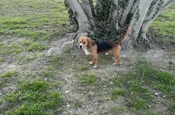 Chien croisé beagle trouvé à Nîmes - photo