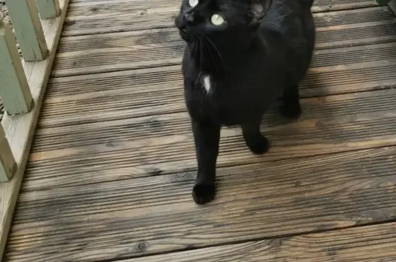 Chaton tacheté trouvé à Pau - photo