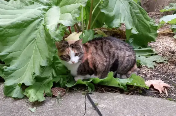 Animaux perdus Nancy, photo: Chatte tricolore perdue à Nancy