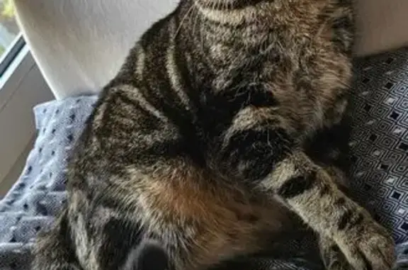 Chatonne tigrée trouvée à Thiais - photo
