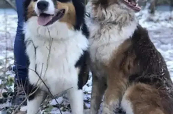 Alerte: 2 Bergers Australiens perdus - photo