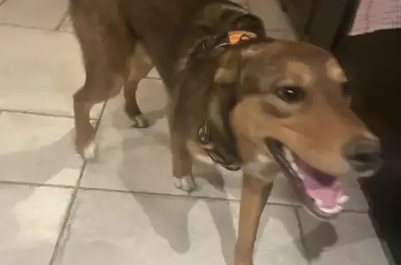 Chien trouvé , photo: Chiots perdus à Grust retrouvés