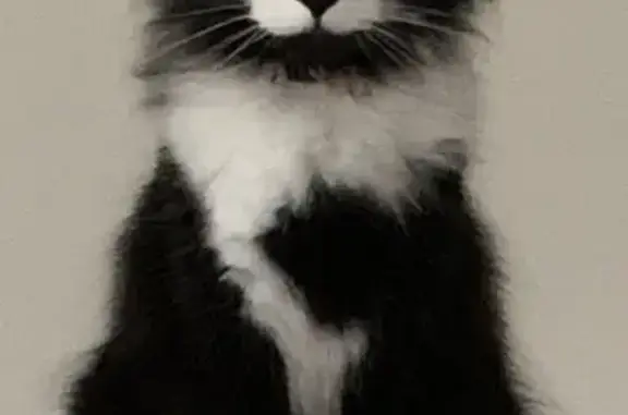Chat perdu, Carrières-sur-Seine, photo: Chat castré perdu, poil long, 73BIS