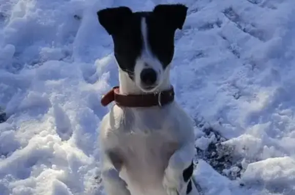Animaux perdus , photo: Alerte: Jack Russel perdu