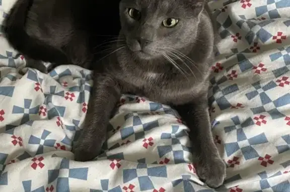 Animaux perdus Argenteuil, photo: Chat gris perdu, tache blanche, Argenteuil