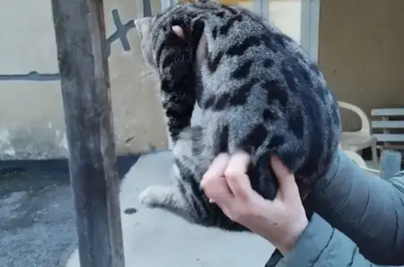 Chat blessé trouvé à Monblanc - photo
