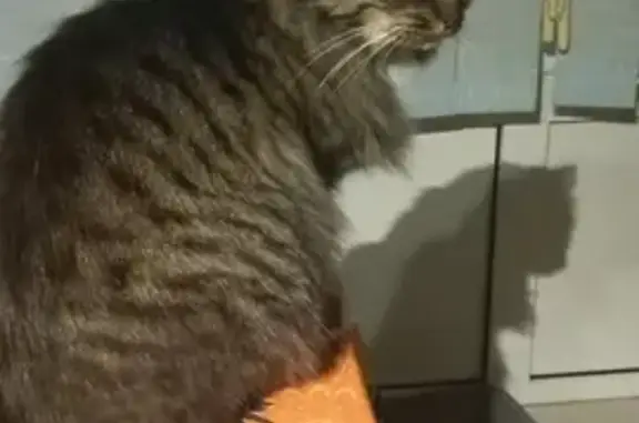 Chat trouvé Montoire-sur-le-Loir, photo: Chatte trouvée à Montoire D9