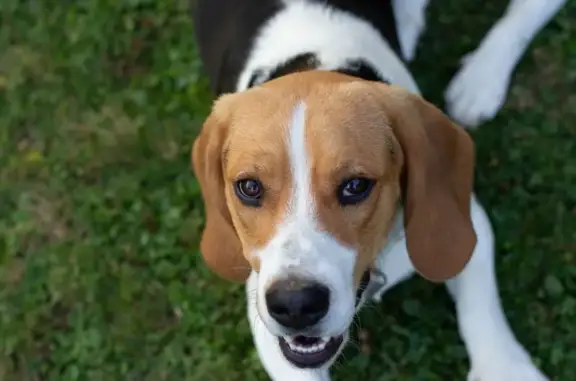 Chien perdu , photo : Alerte: Beagle perdu près de Polliat