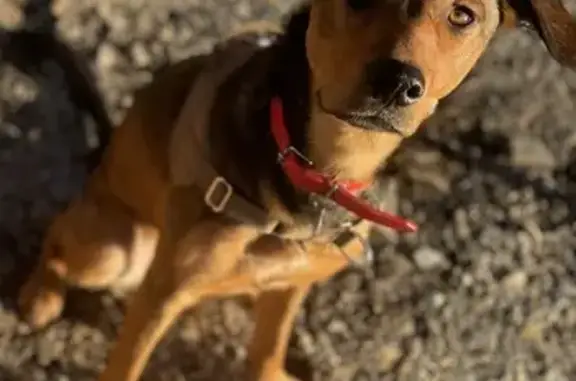 Chien perdu , photo : Litchi, croisée Malinois, perdue