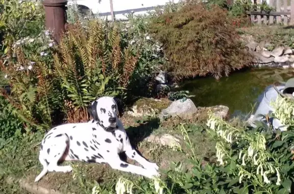 Chien perdu , photo : Chien perdu à Saint Jale 18h30