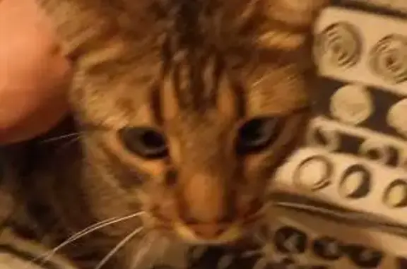 Chat trouvé Seyssins, photo: Chat de gouttière perdu à Seyssins
