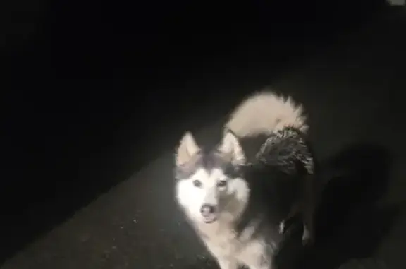 Husky perdu à La Boussac - photo