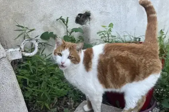 Chat perdu à Bandol retrouvé - photo