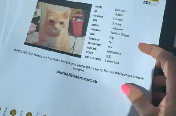 Lost Ginger Cat Summer - Stewart Ave, Brisbane