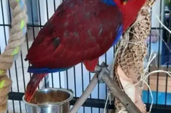 Missing Bella Boo: Friendly Eclectus Parrot!